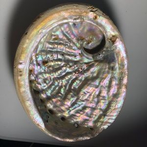 Vintage Abalone Shell Lot XL Trinket Smudge Nautical Decor 📽w/ video